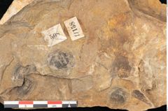 Foto (Detailansicht) von Cyclocarpus sp.  (NHMW-GEO-2024-0188-11158)